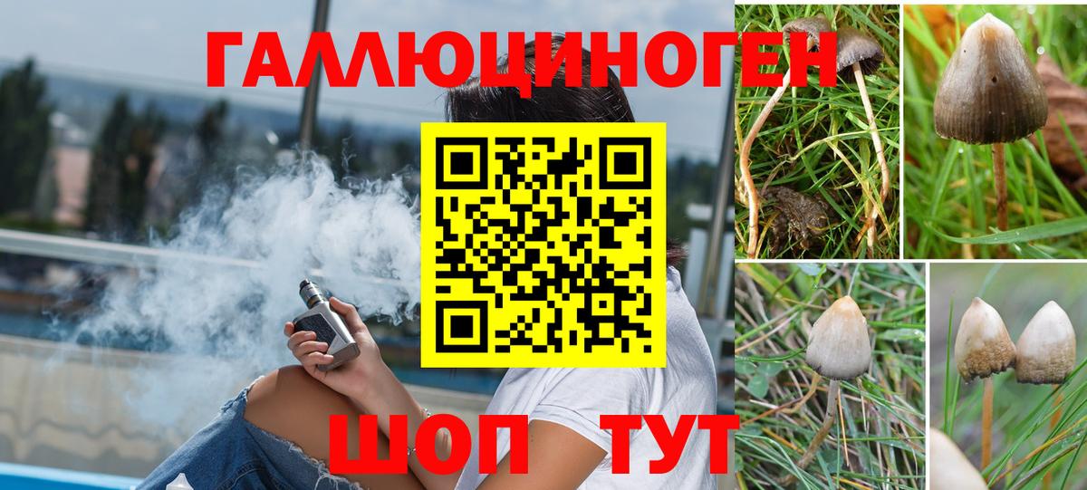 Галлюциногенные грибы Psilocybe Махачкала